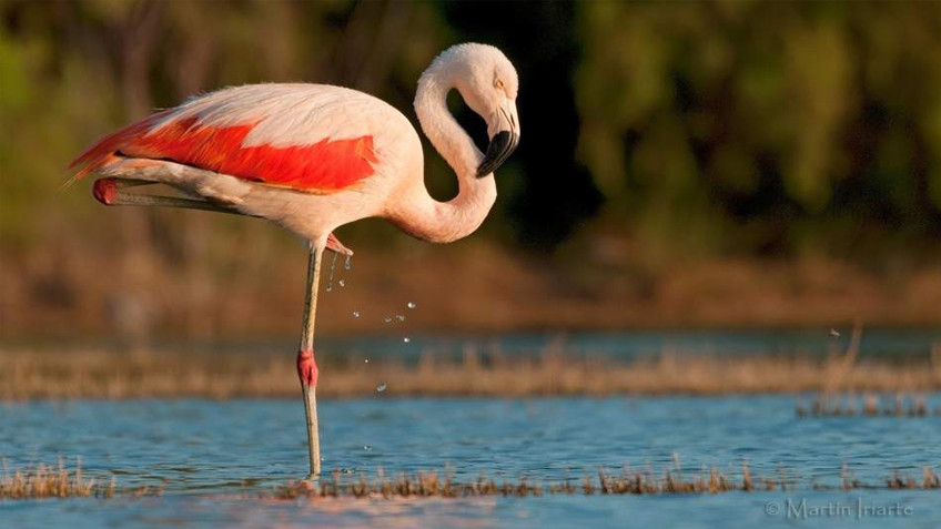 Flamencos en la playa